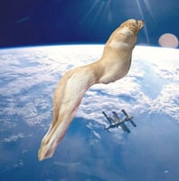 longdog