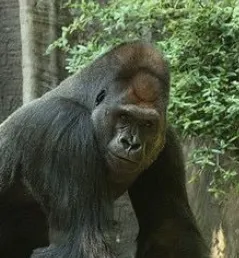 ZHANG