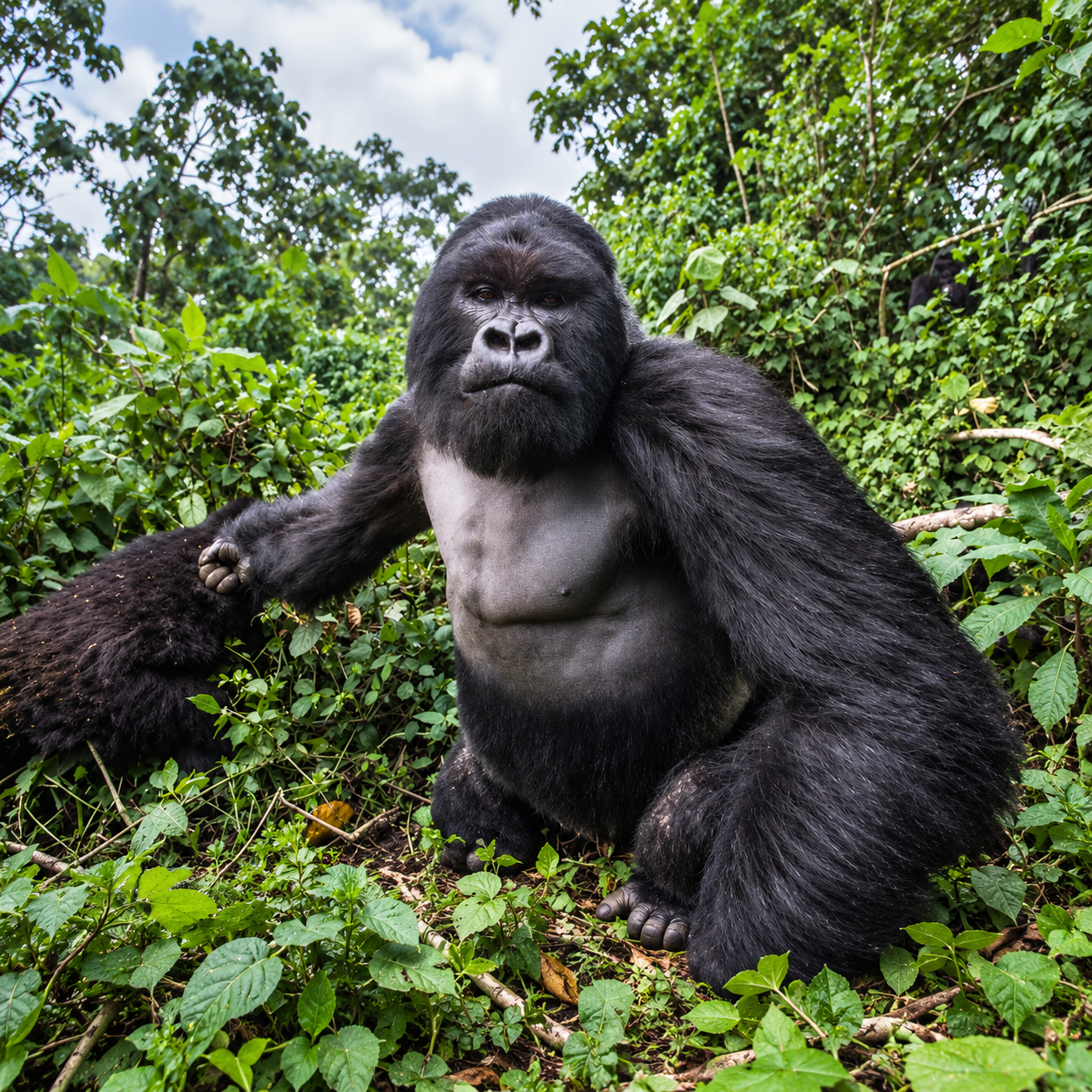 ape