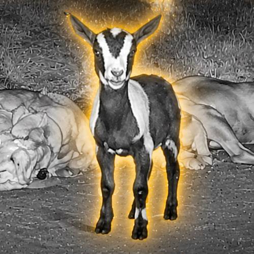 Goat