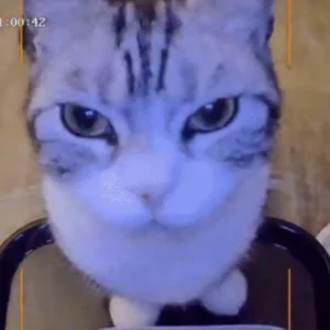 MOGCAT