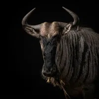 WILDEBEEST