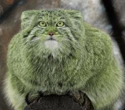 Pepe