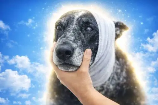 The Bear Slayer logo