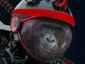 Moonkey