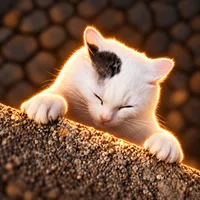 HODLcat
