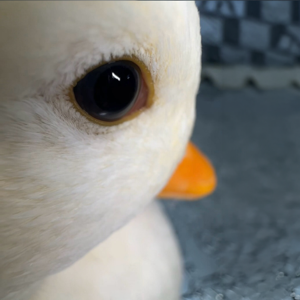 DUCK