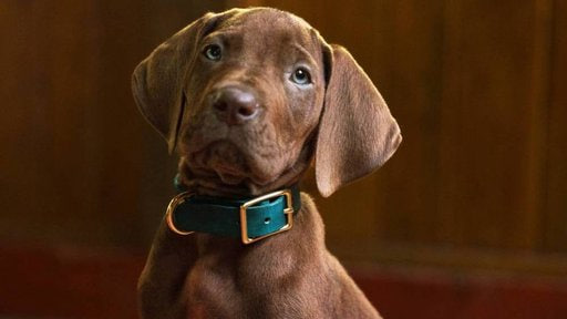 scooby