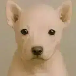 Rawdog