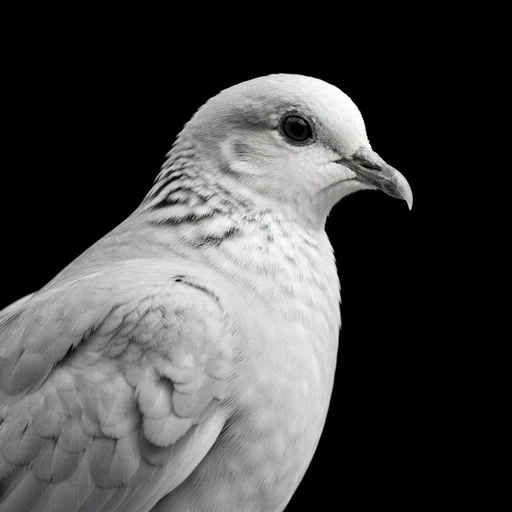 DOVE