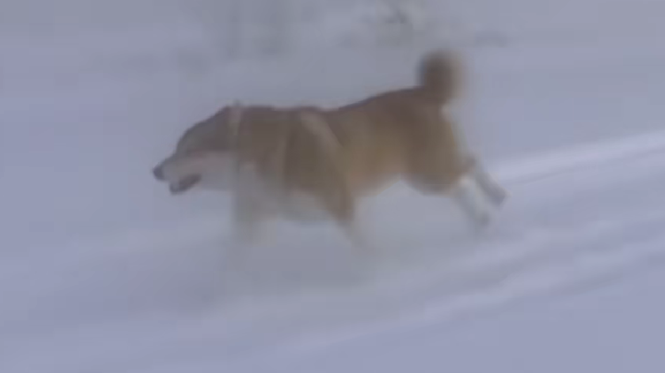 DOG