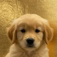 GOLDEN