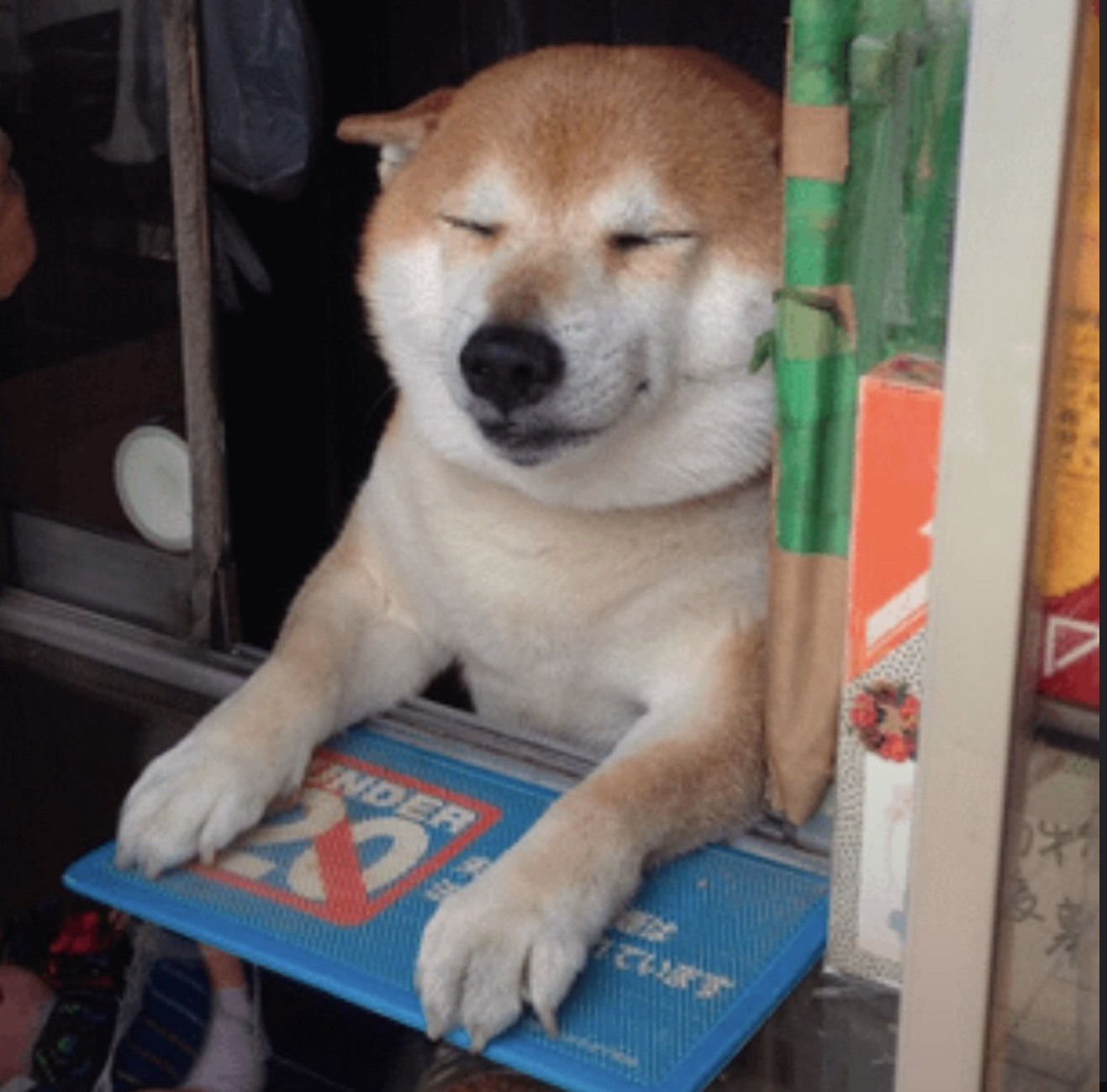 SHIBA-SAN
