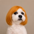 tobi