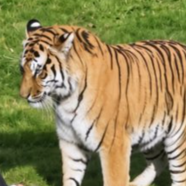 AMUR