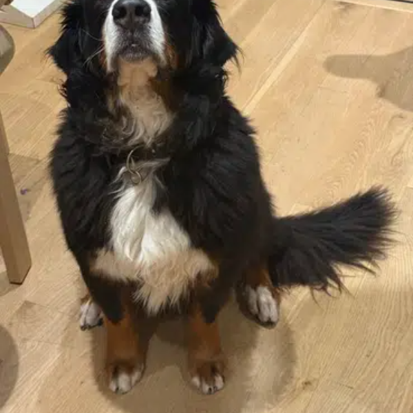 FOMODOGGO