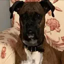 MAYA