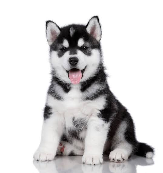 LOKI