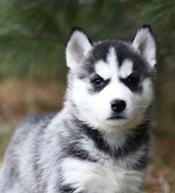 LILFLOOF