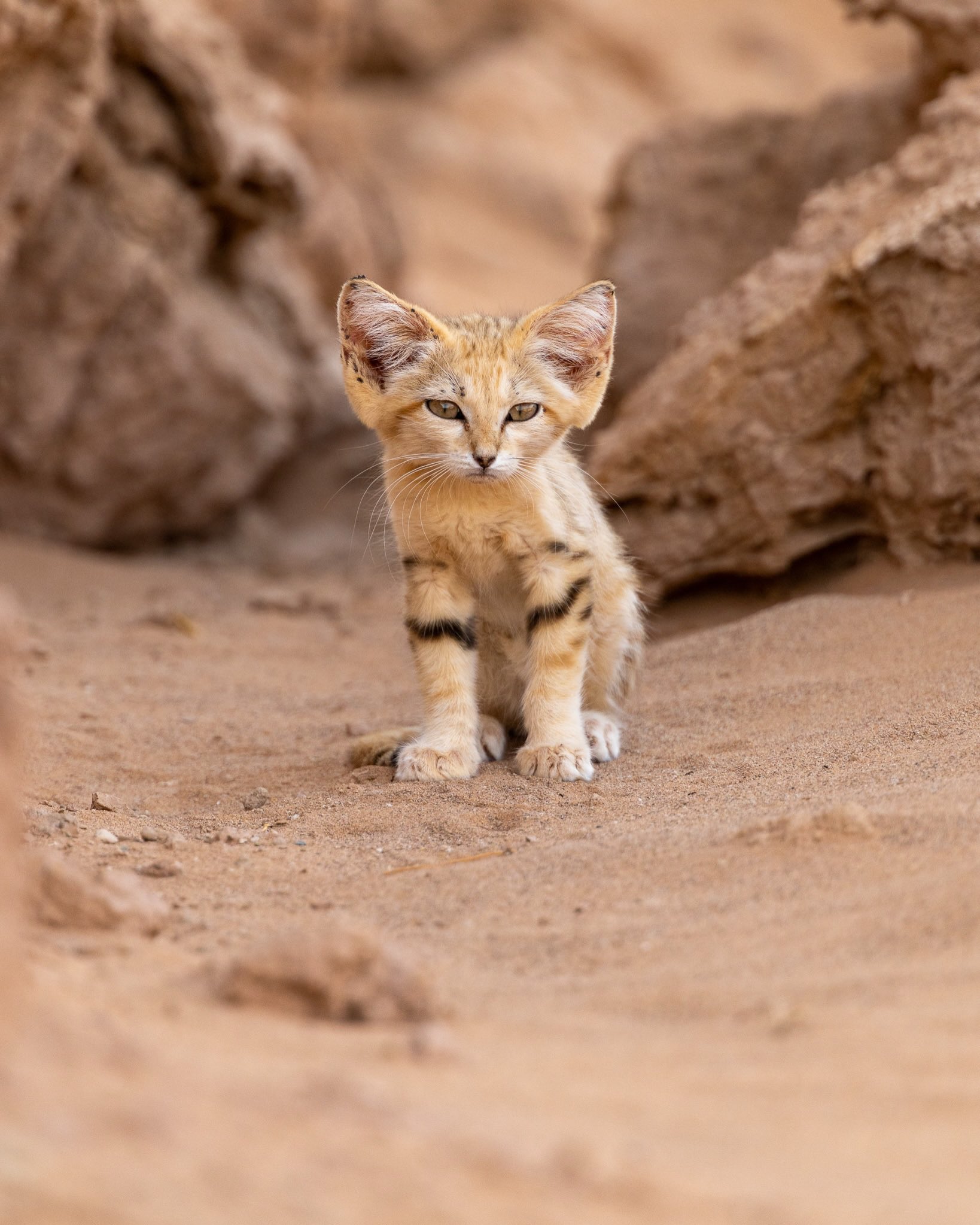 SANDCAT