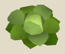 CABBAGE