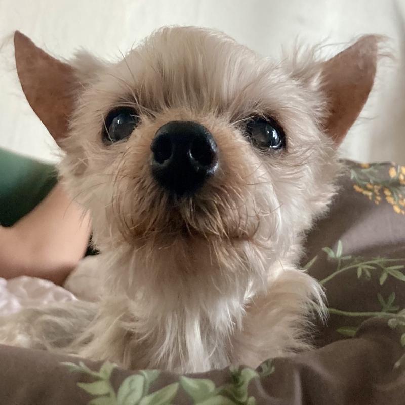 OTTO