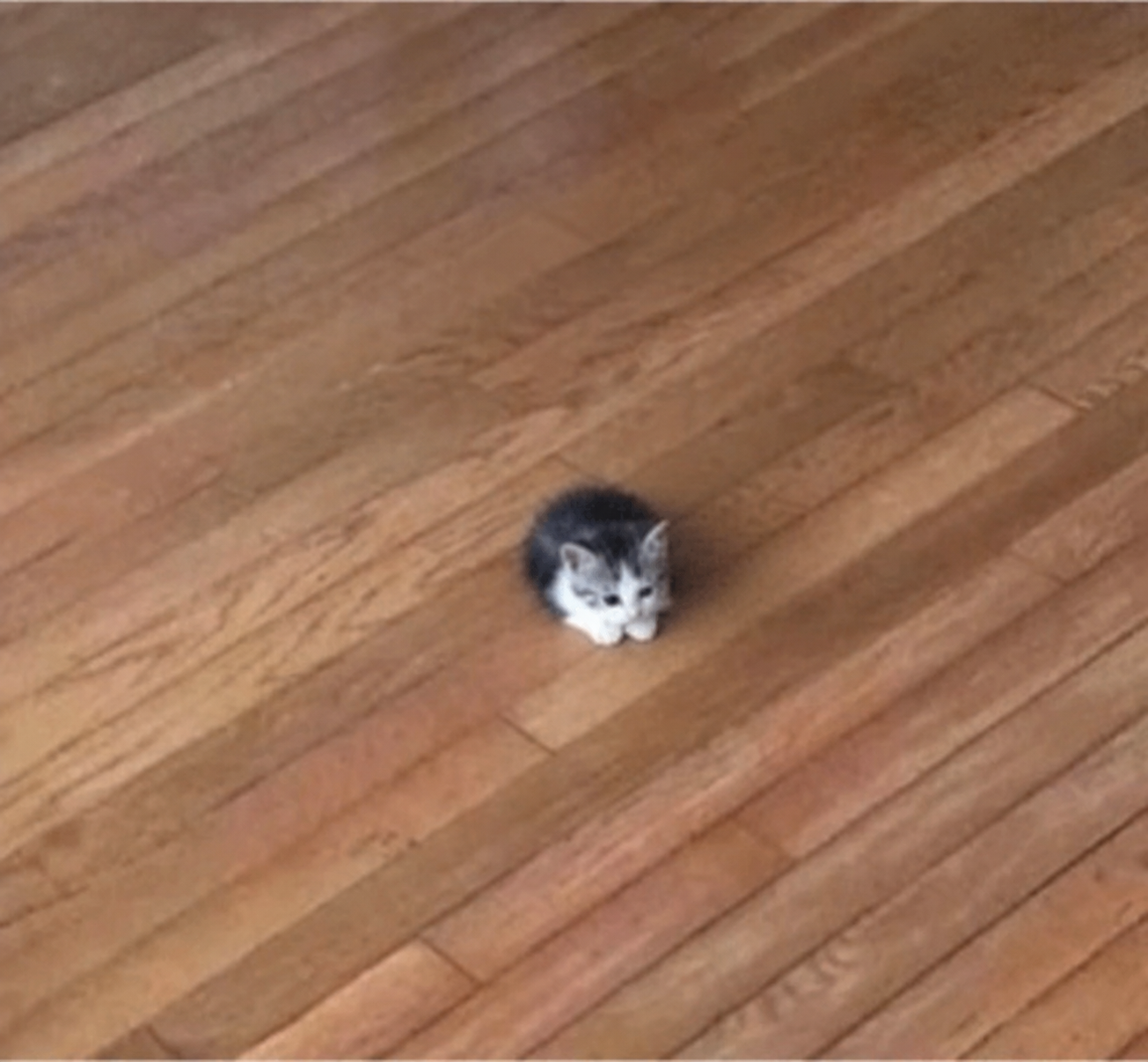 SCAT