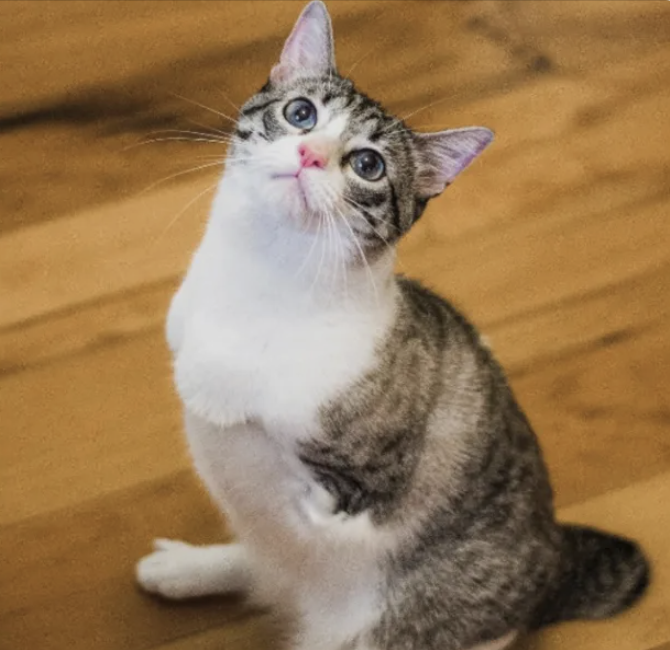 TRXCAT