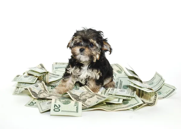 BarkBucks