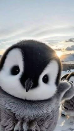 PENGY