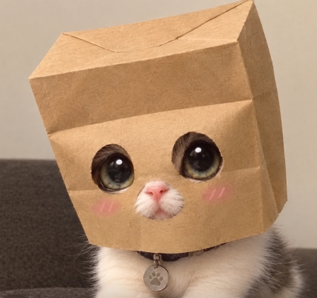 BABYZCAT