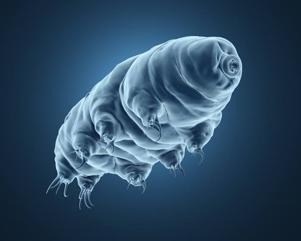 TARDIGRADE