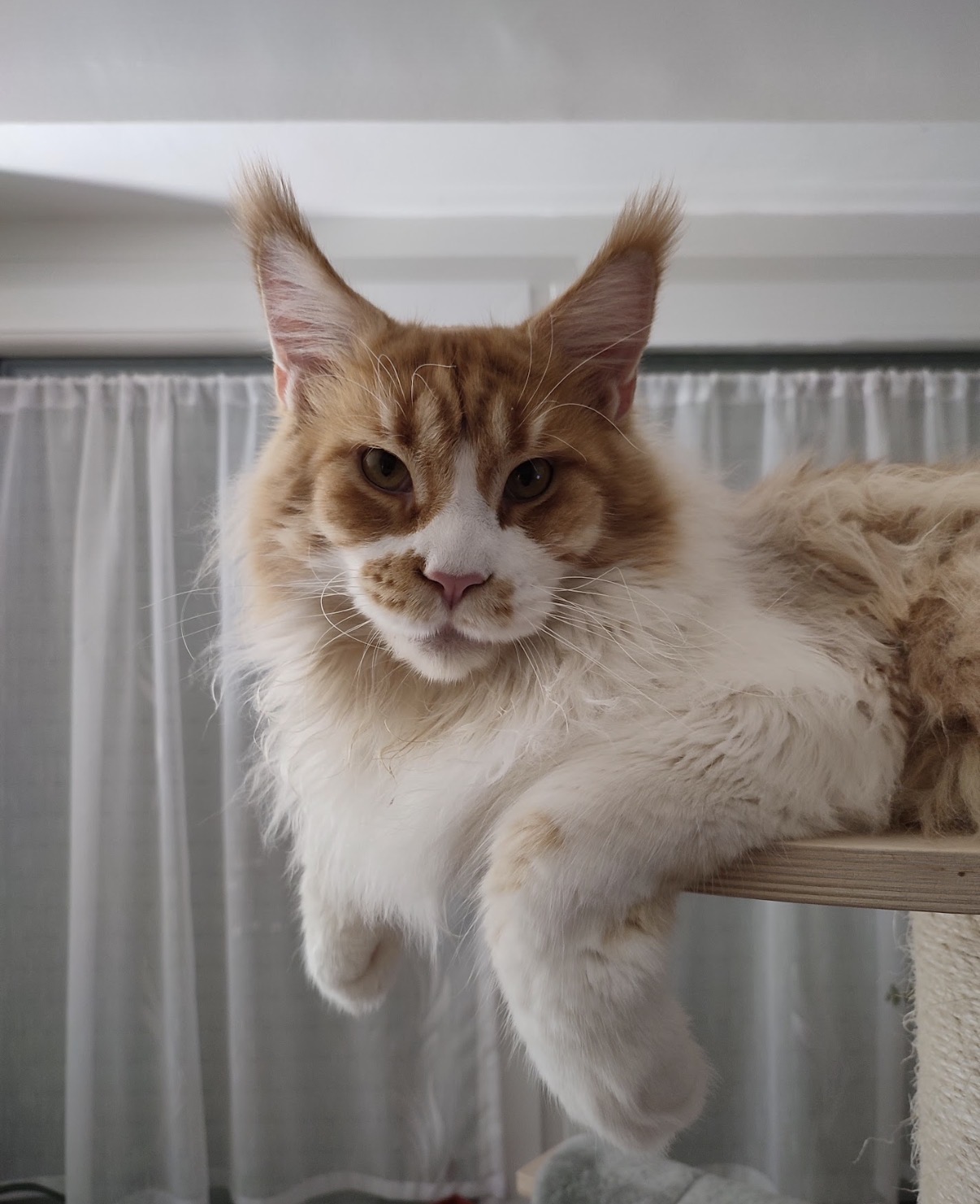 OSCAR