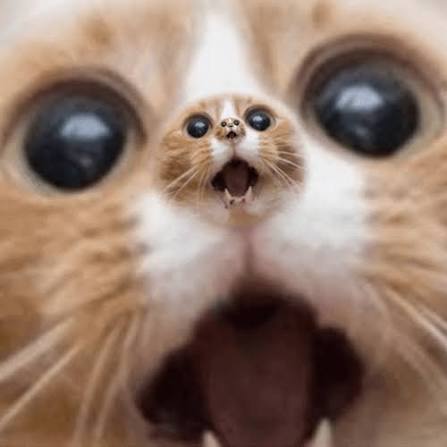 PERPCAT