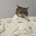 GoonCat