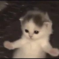 gifcat