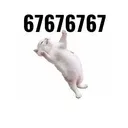 67cat