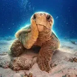 TURTLE