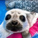 SEALS