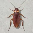 COCKROACH