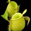 Nepenthes