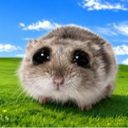 hammy