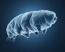 Tardigrade
