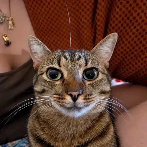 Alfalfa