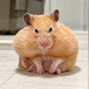 GIGAHAMMY