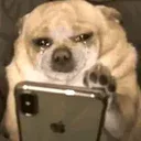 sobdog