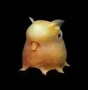 Grimpoteuthis