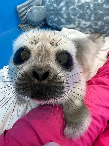 Seals
