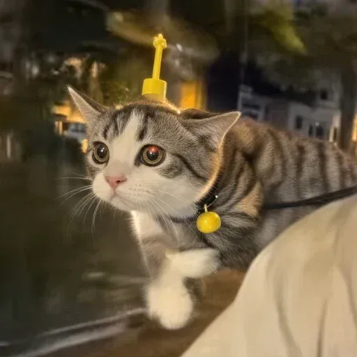 helicat