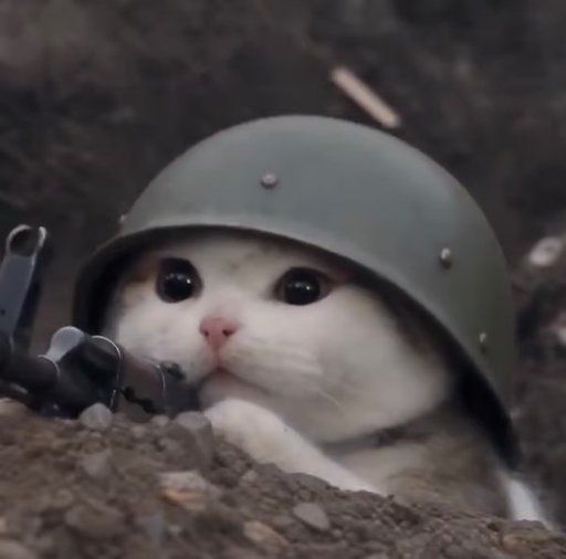 trenchcat